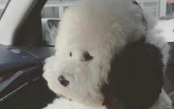 剛買的小狗不吃飯怎么回事?