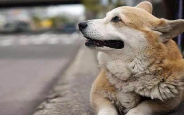 像狐貍的狗啊