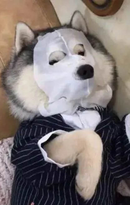養狗身上癢癢的原因及處理方法