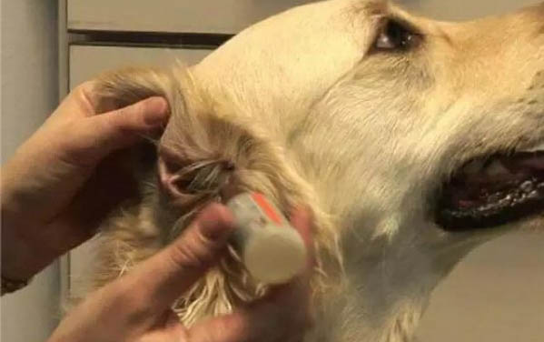 狗狗尿黃是怎么回事呢