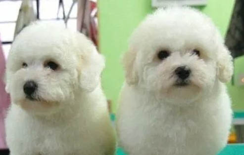 純種比熊犬多少錢一只,純種比熊價格1200