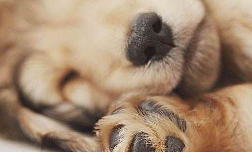 狗一般能活多久