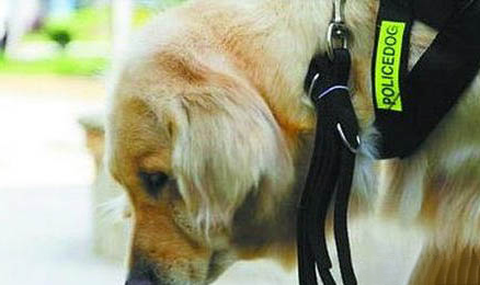 棉花面紗犬哪里有賣