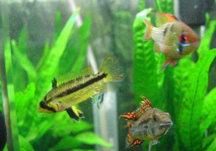 冬季釣鯉魚釣多深的水合適