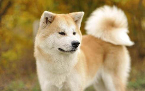 怎么區(qū)分秋田犬和柴犬