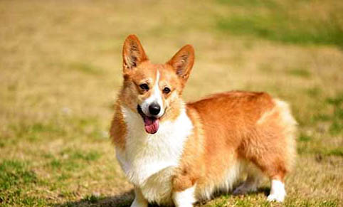 犬瘟熱前兆有哪些
