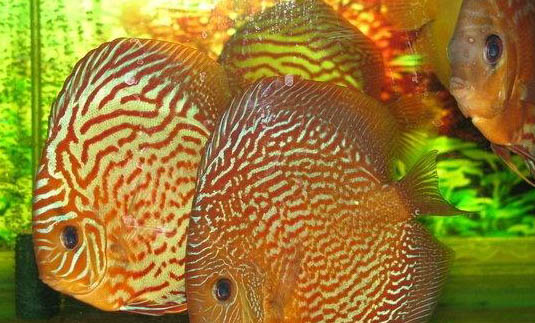 孔雀魚懷孕多久生