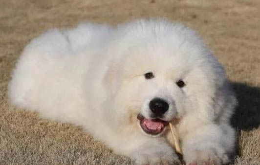 大白熊犬和高加索犬哪個大