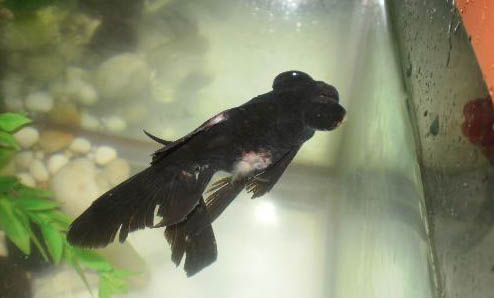 冷水觀賞魚有哪些品種?