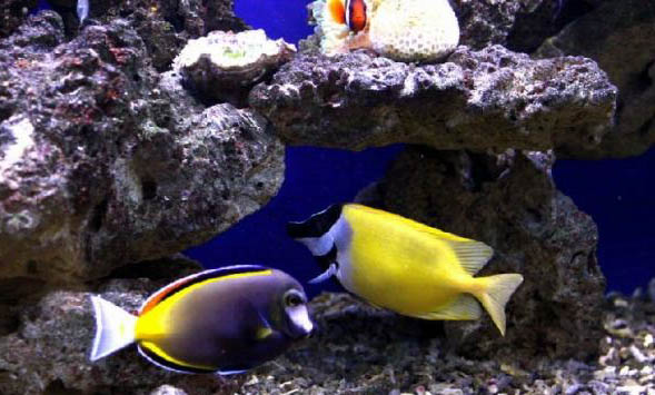 潛水艇魚可以和蝦混養