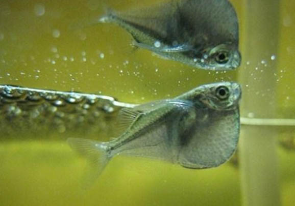 自來水養(yǎng)魚會死嗎