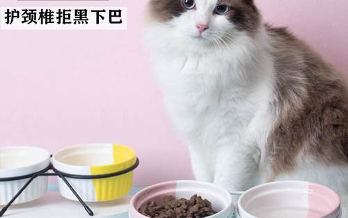 貓咪嘔吐出血,是什么原因?