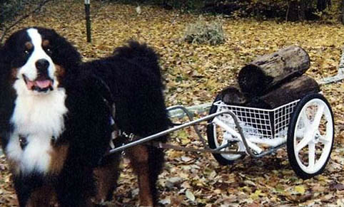 伯恩山犬哪里有賣的