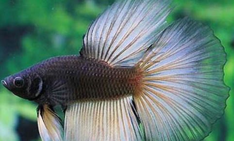 陶缸養魚開缸教程