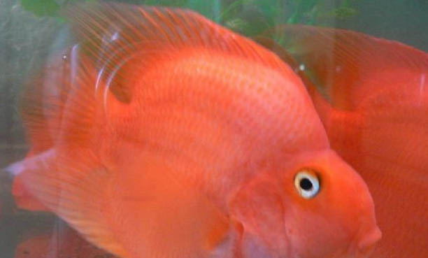 迷你鸚鵡魚不給陶罐能繁殖嗎