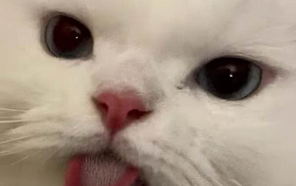 小貓嗆奶癥狀