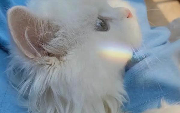 小貓可以吃多少貓條