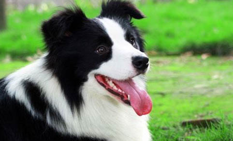 哪里有賣邊境牧羊犬