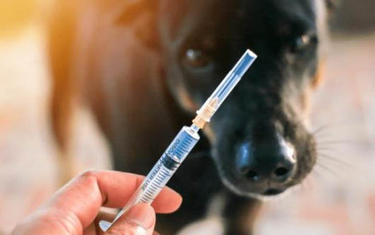狗狗有哪些皮膚病?