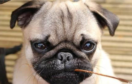 犬瘟熱的類型有哪些