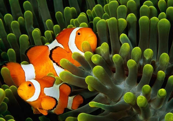 公子小丑魚的品種介紹