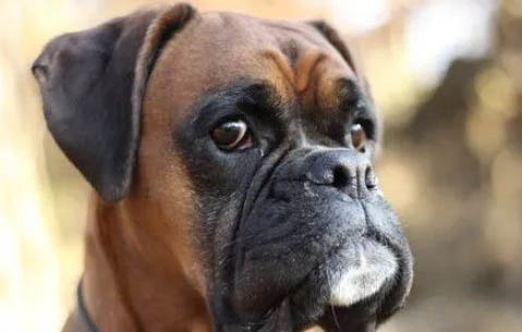 拳師犬老掉毛的原因及處理方法