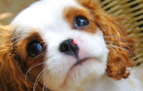 西班牙小獵犬找兔