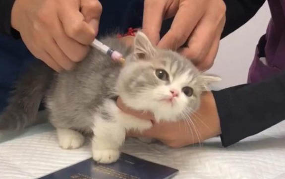 貓咪有奶癬耳螨能打疫苗嗎
