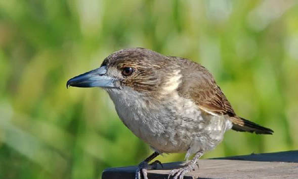 伯勞鳥圖片如何飼養