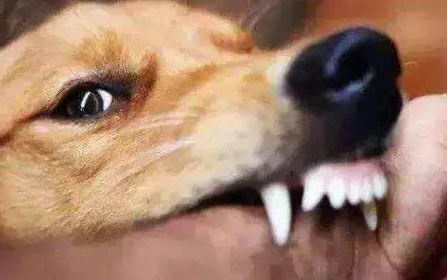 狗發(fā)熱嘔吐