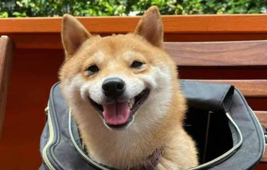 狗狗尿沙發怎么清洗