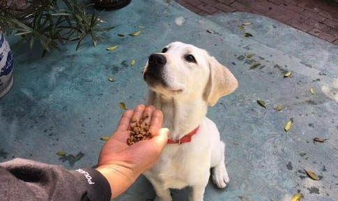 有哪些狗狗作為導盲犬?