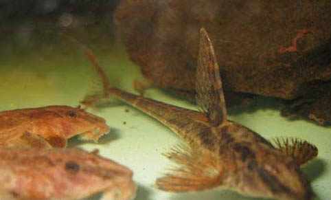魚(yú)缸用鹽怎么消毒