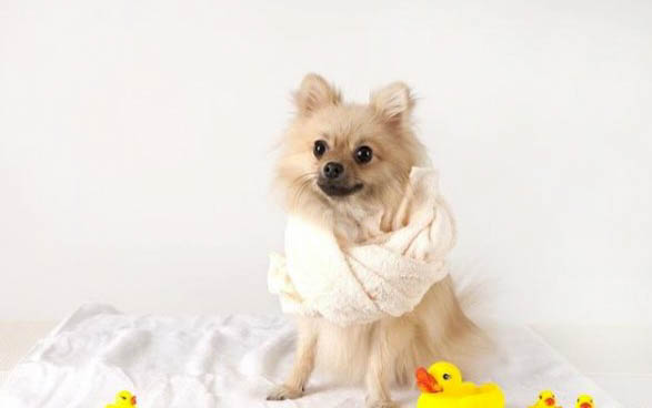 幼犬什么時候可以洗澡