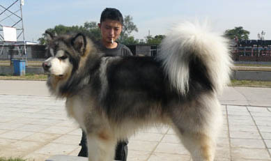 阿拉斯加愛斯基摩犬