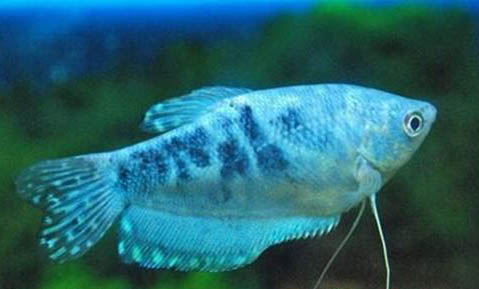 金魚喂食的量是多少