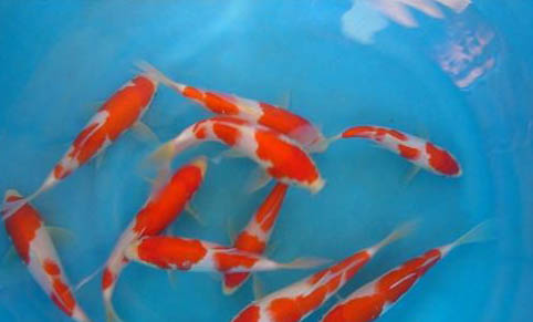 純凈水可不可以養魚