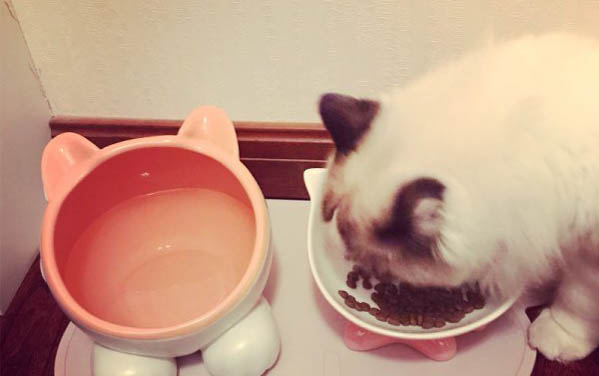 小貓經常打噴嚏