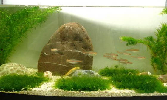 魚缸褐藻的產生原因及處理方法
