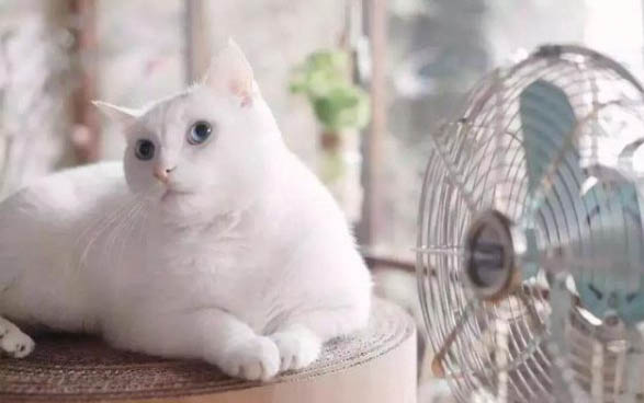 怎么預防貓咪生病