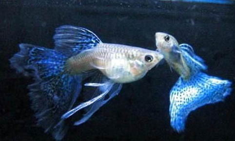 孔雀魚水溫最低多少