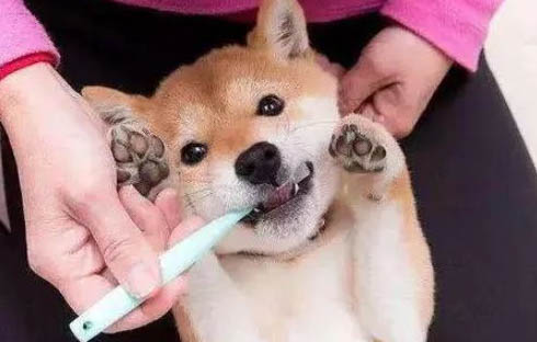 什么樣的狗狗需要補充營養