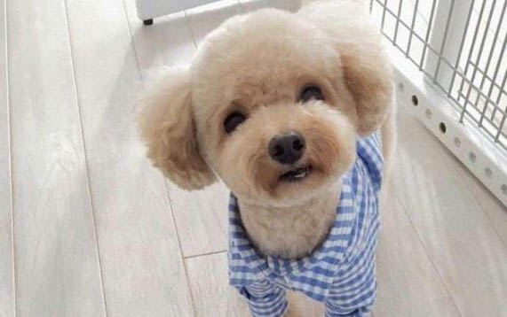 狗狗皮下有疙瘩會滑動