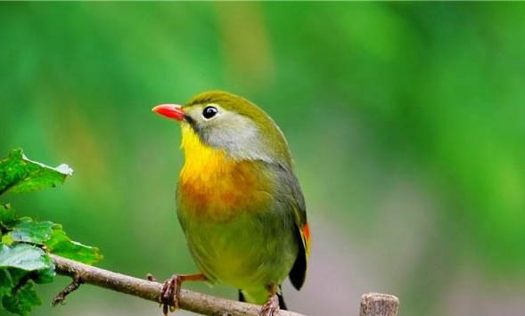 相思鳥(niǎo)幼鳥(niǎo)多久會(huì)叫