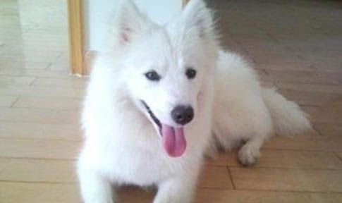 銀狐犬多久洗澡一次比較好