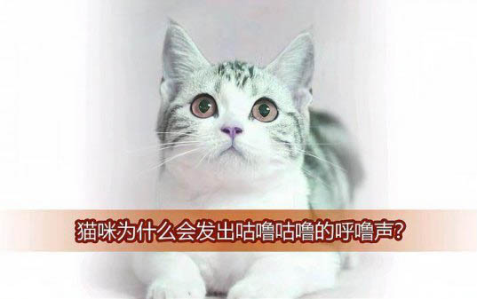 貓會不會游泳