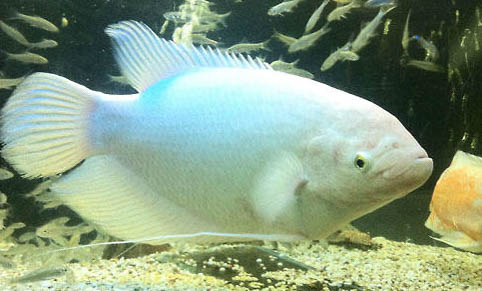 新手怎樣養熱帶魚