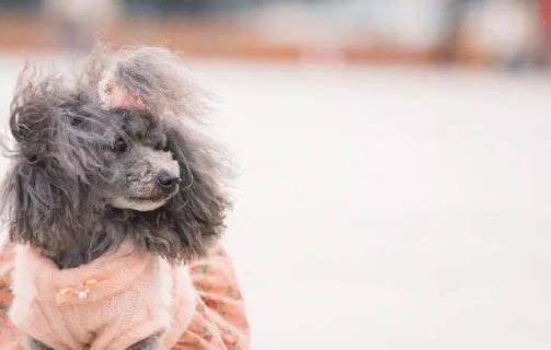 為什么狗狗愛吃草