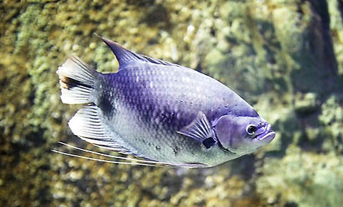 狗糧如何釣魚(yú)