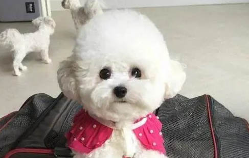 狗狗可以空腹吃驅蟲藥嗎